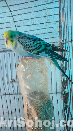 Budgie